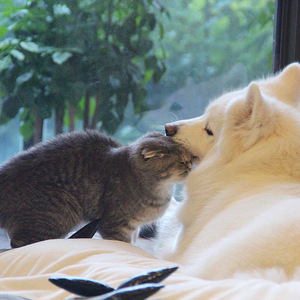 欧美一级婬妇喷水片
